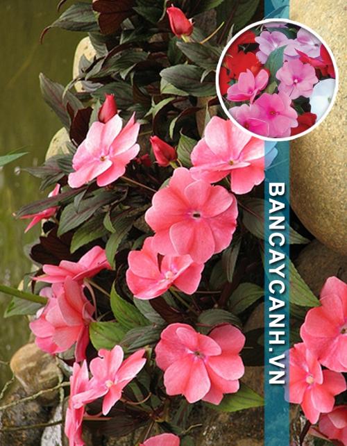 CÂY MAI ĐỊA THẢO - IMPATIENS WALLERIANA